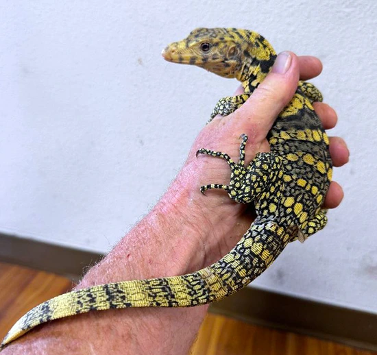 Hold Back Java Banded Sulfur Water Monitor by Jon's Jungle, LLC