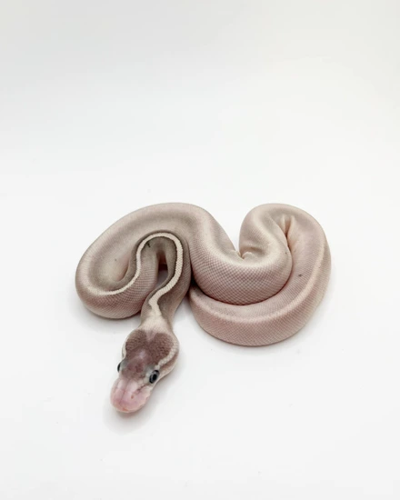 Pastel Cinnamon Lesser Yb Fader Ball Python by House Of Veranus