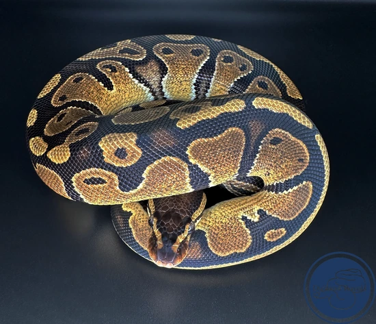 Normal 100% Het Pied Ball Python by Dickson Royals