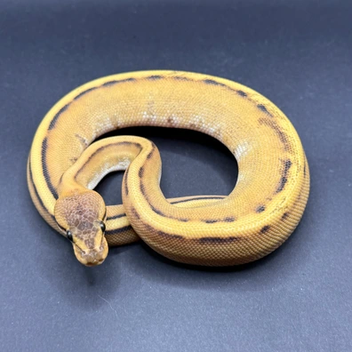 Desert Ghost Genetic Stripe