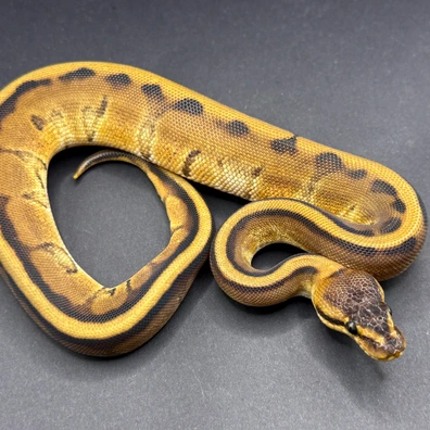 Genetic Stripe 66% Het Desert Ghost