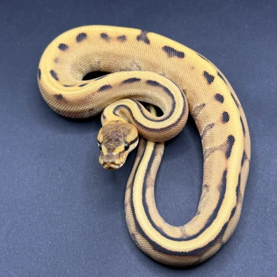 Desert Ghost Genetic Stripe