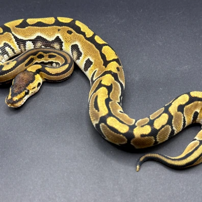 Puzzle 50% Het Monarch