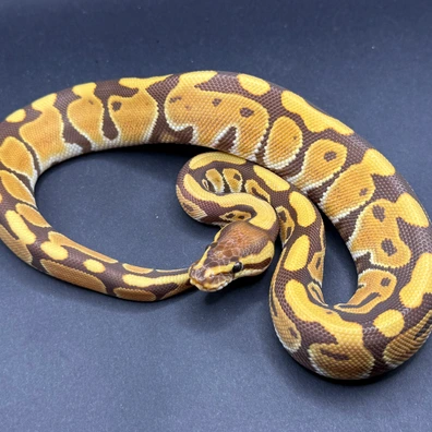 Monarch 50% Het Puzzle