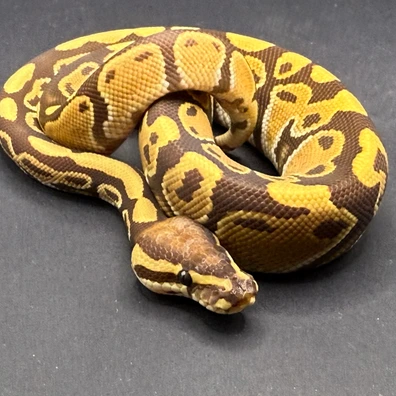 Monarch 50% Het Puzzle