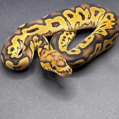 Clown 66% Het Pied PH DG