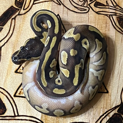 邦楽 Mardelas⁄Snake to Revive + morphose Mardelas⁄Snake to Revive