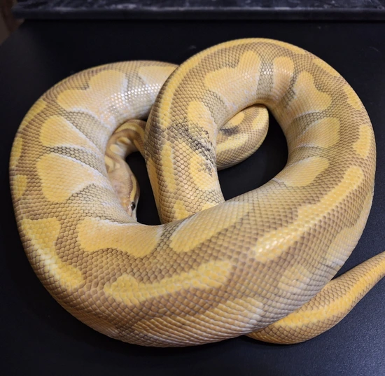 Butter Enchi Pastel Hypo Het Gstripe Ball Python by JAMout Reptiles