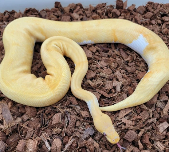 Pinstripe Dreamsicle Ball Python by Twisted pythons and Everything ...
