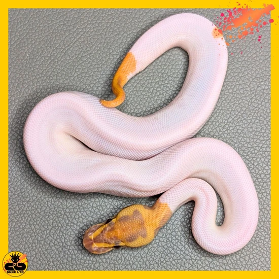 OD Fire UltraPied Ball Python by SNKE LTD