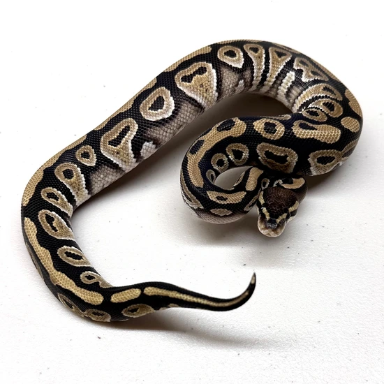 Phantom POS Het DG Cryptic Axanthic (TSK) Clown Ball Python by Trinity ...