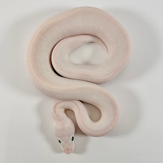 Super Lesser Ball Python by Trinity Herps