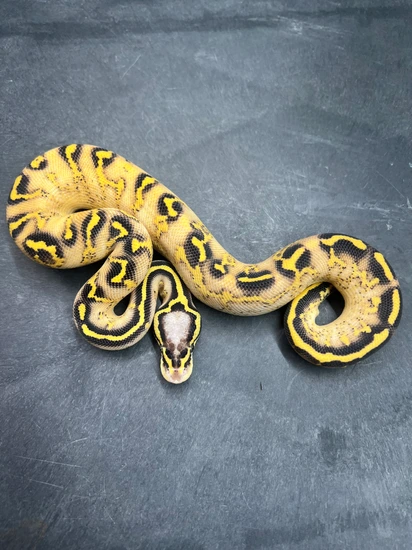 Python Cinnamon Freeway Pastel Freeway Ball Python by Brotherly lovexotics