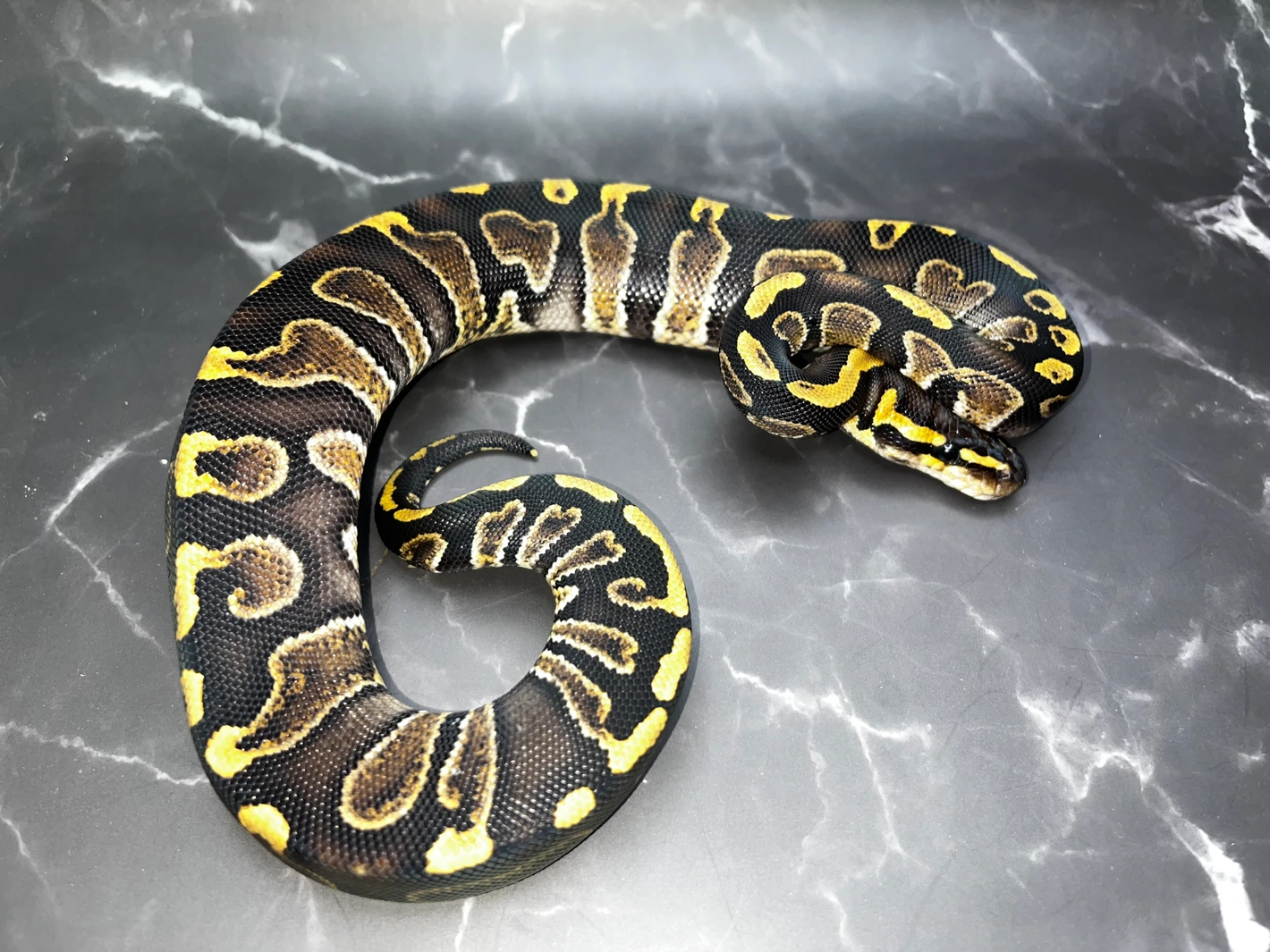 GHI Chocolate Het Clown Ball Python by Twisted by Design LLC