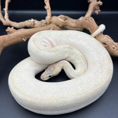 Mojave Enchi Champagne Hypo