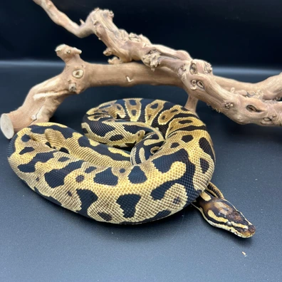 Leopard Yellow Belly Het Clown
