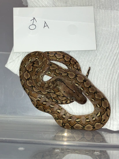 Kalaotoa Super Dwarf Reticulated Python by Joe Ceballos