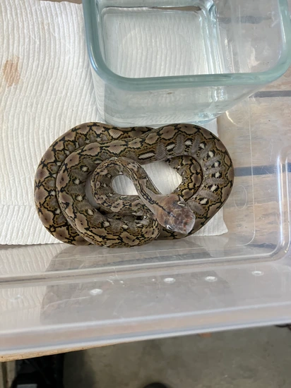 Kalaotoa 100% Super Dwarf Reticulated Python by Joe Ceballos