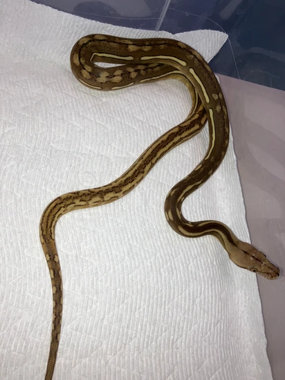 50 % Super Dwarf Phantom Tiger Reticulated Python by Joe Ceballos