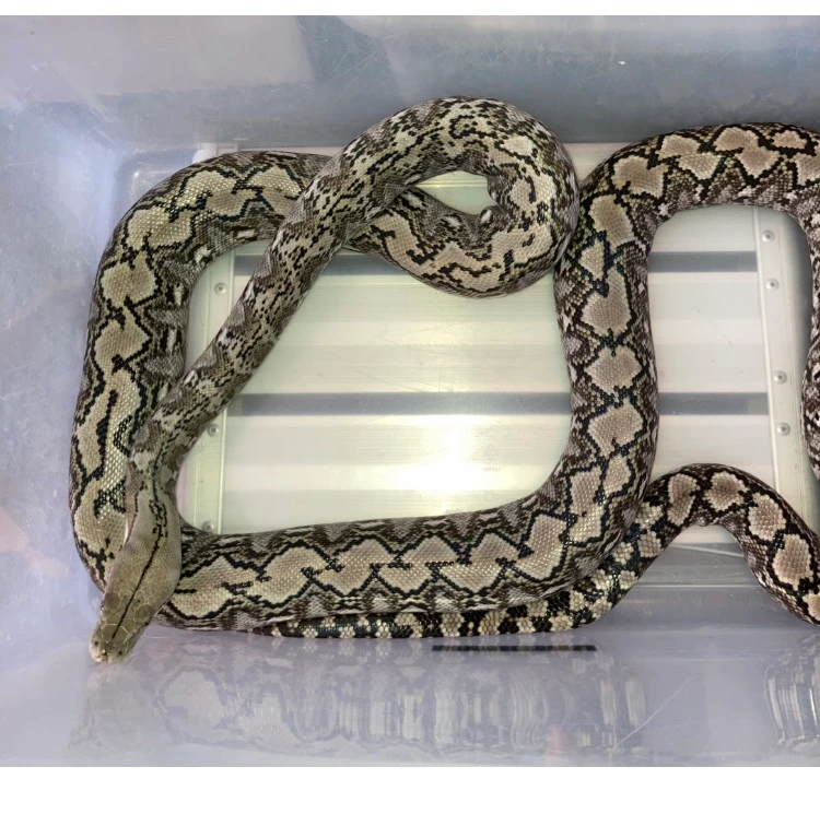 Dwarf Python Colors 50 % Super Dwarf Phantom Tiger Reticulated Python by Joe Ceballos