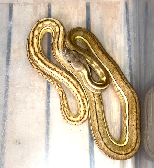 Super Dwarf, Platinum Phantom Sun Tiger Reticulated Python by Joe Ceballos