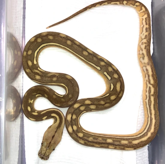 50% Kalaotoa Super Dwarf Phantom Tiger Reticulated Python by Joe Ceballos
