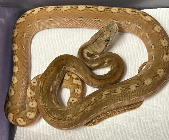 50% Kalaotoa Super Dwarf Platinum Phantom Reticulated Python by Joe ...