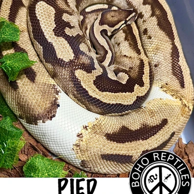 Pied Het. Albino Female Ball Python - female for sale from BOHO Reptiles