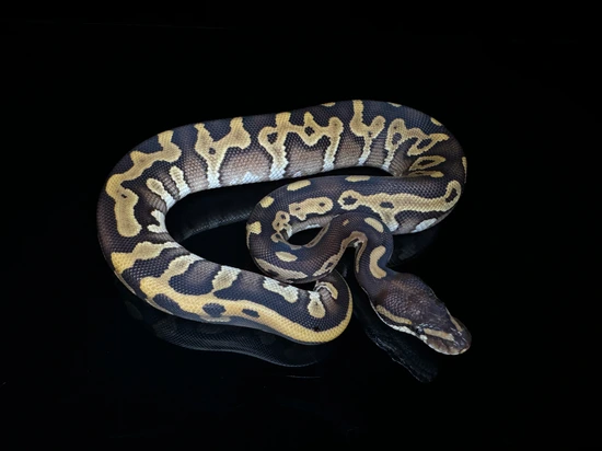 Normal Adult Ball Python by AquaTerra Exotic Pets