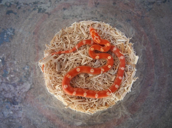 Motley/Stripe Amel Corn Snake by John Hannum