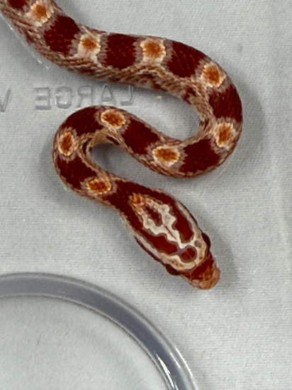 Extreme Reverse Okeetee Corn Snke Corn Snake by Cherry Reptiles