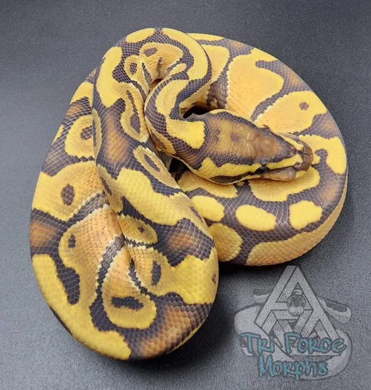Enchi Ghost Pos. Vanilla Ball Python by Tri Force Morphs