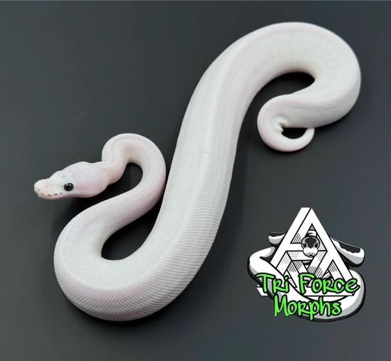 GREY MATTER CITRUS PASTEL FLAME ( Pied Or 100% Het Pied) *PURE WHITE ...
