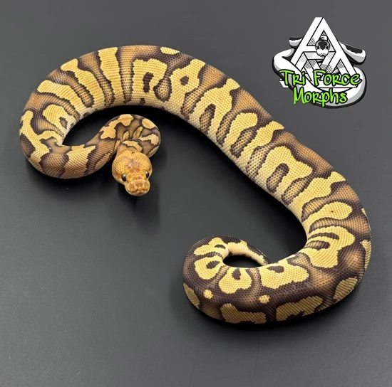 Vanilla Mahogany Clown 50% Het Orange Ghost Ball Python by Tri Force Morphs