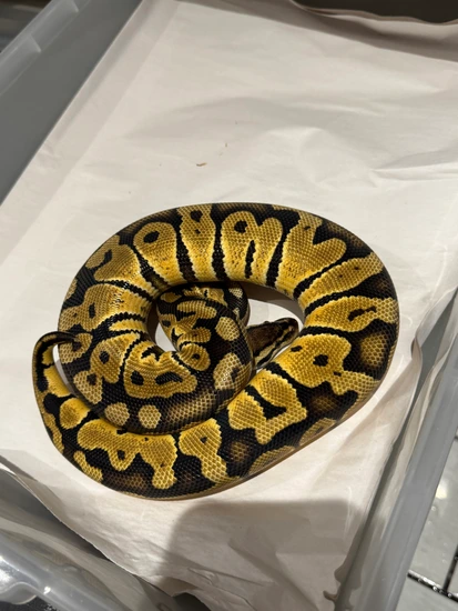 Granite Fader Hurricane Het Clown Ball Python by Js Royal pythons