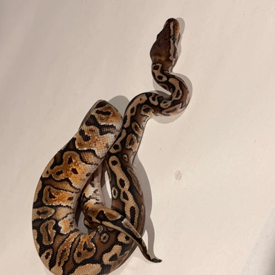 Granite Hurricane Hgw Het Pied