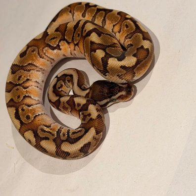 Granite Fader Hurricane Hgw Het Pied Ball