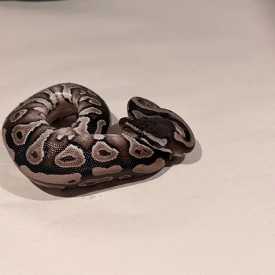 Phantom Vpi Het Pied