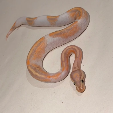 Orange Dream Banana Pied