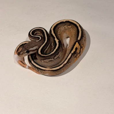 Black Pastel Orange Dream Cinnamon Pied Het Clown
