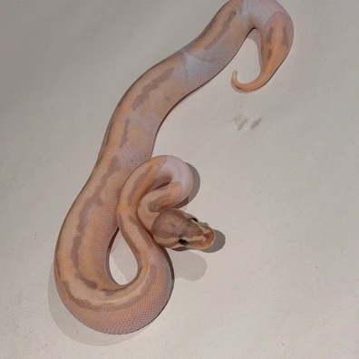 Black Pastel Banana Pied