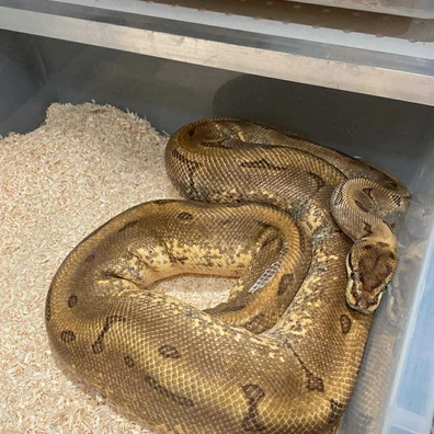 Pastel Pinstripe Yellow Belly Het Pied