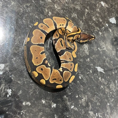 Het Lavender Het Pied