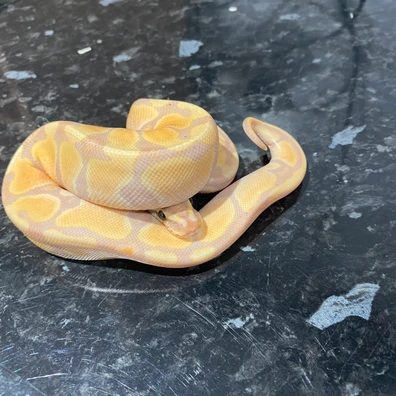 Banana Granite Poss Fader 100% Het Pied