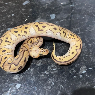 Super Pastel Orange Dream Clown 100% Het Pied