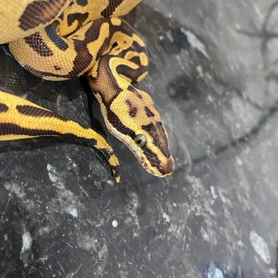 Pastel Orange Dream Super Leo Yellow Belly Het Pied Poss Het Clown