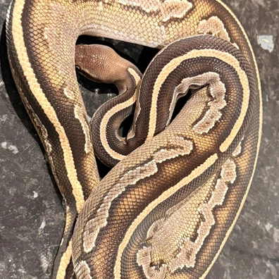 Blackhead GHI Mojave Het Hypo Het Pied Ball Python - unknown for sale from Js Royal pythons