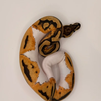 Orange Dream Pied Het Clown Ball Python - male for sale from Js Royal pythons
