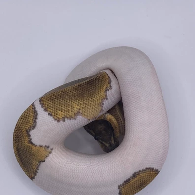 Ghi Mojave Black Head Pied Poss Het Hypo Ball Python - male for sale from Js Royal pythons