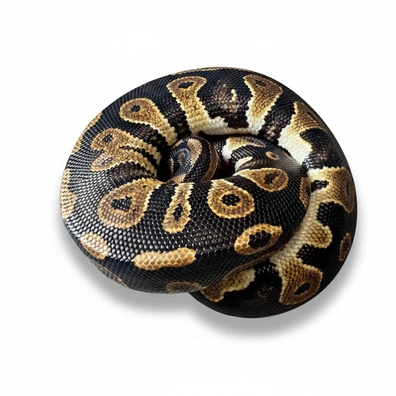 Male Blackhead Het Pied Poss Het Hypo CB25 Ball Python - male for sale from Js Royal pythons